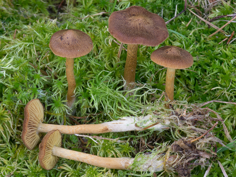 Cortinarius tubarius